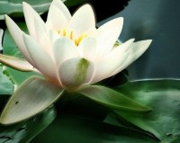 /album/gaymasaze/obrazky-4ever-sk-lekno-listy-voda-168126-jpg/